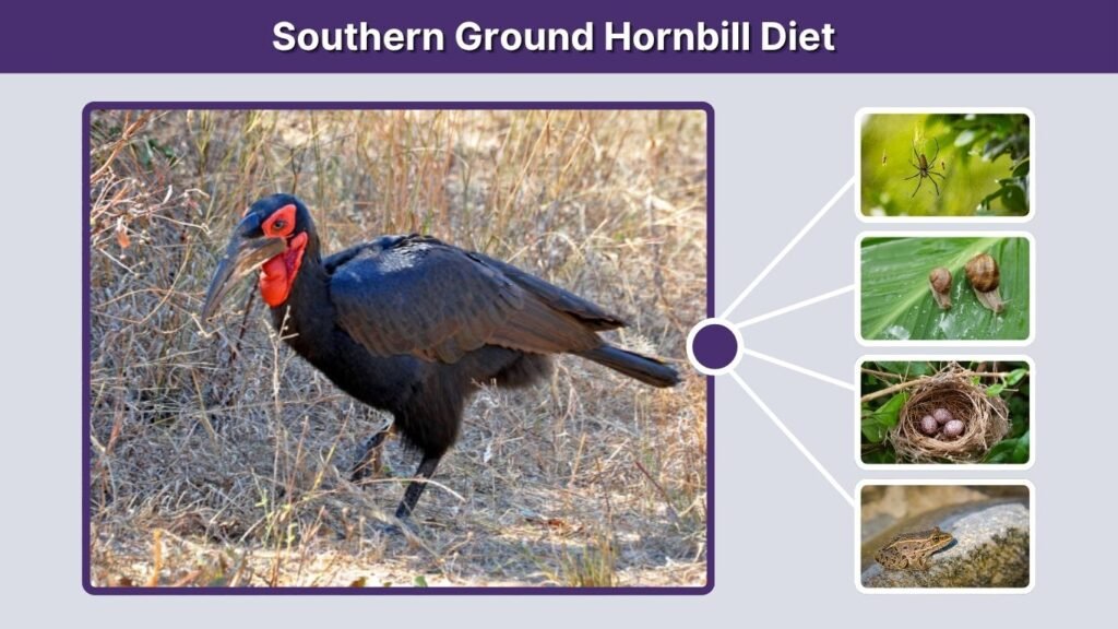Southern Ground Hornbill Diet