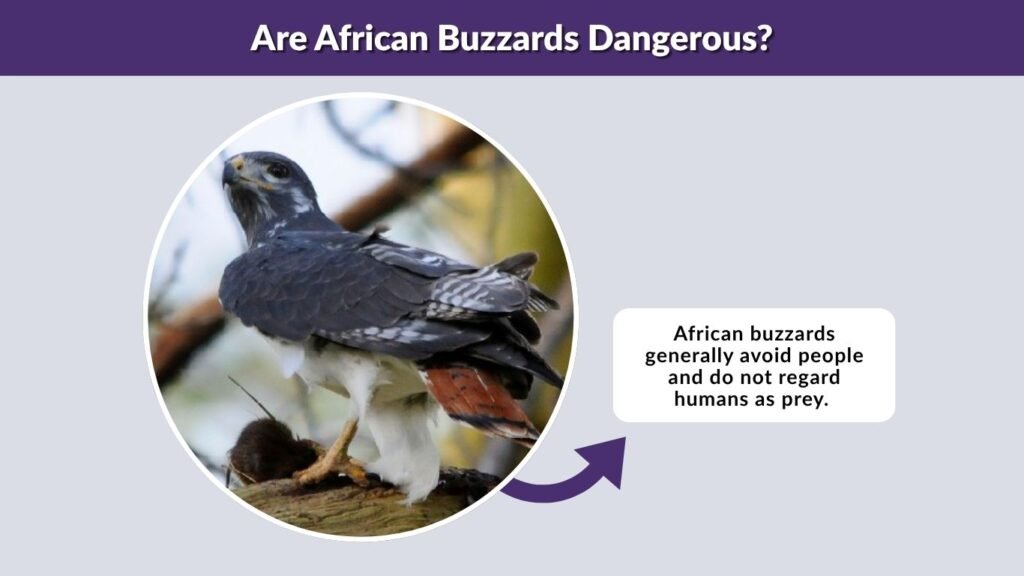 Are African Buzzards Dangerous?