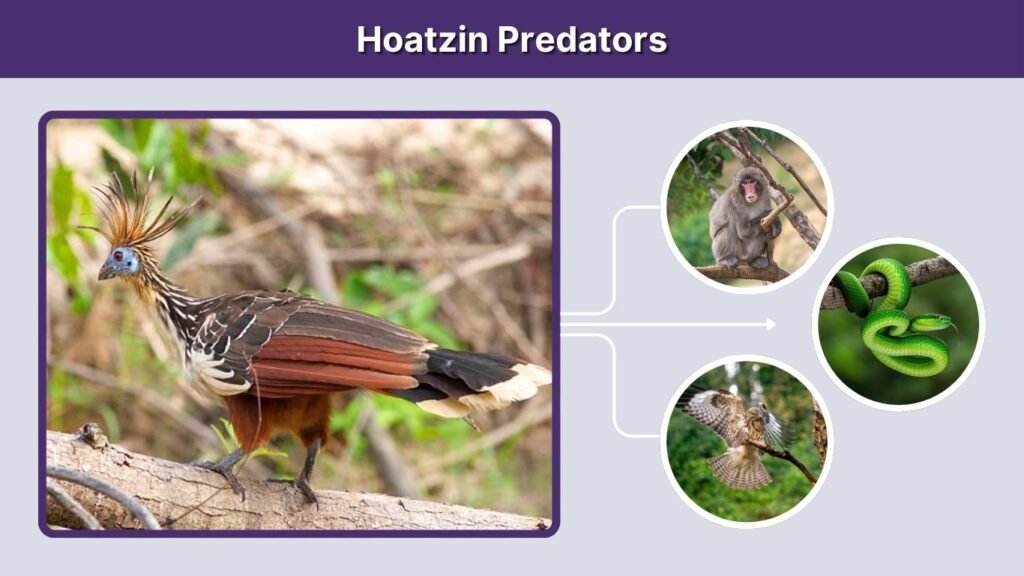 Hoatzin Predators