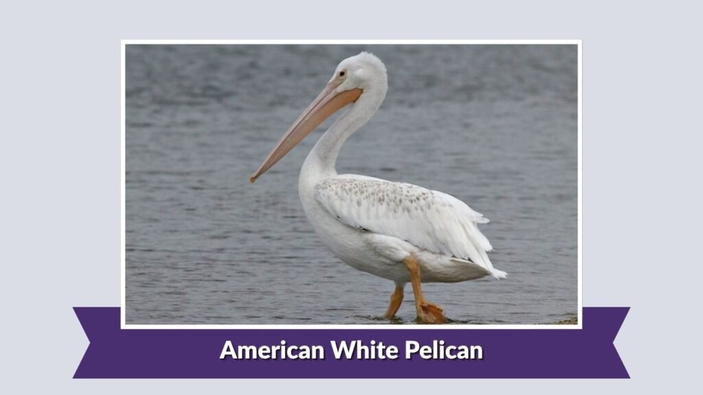 American White Pelican