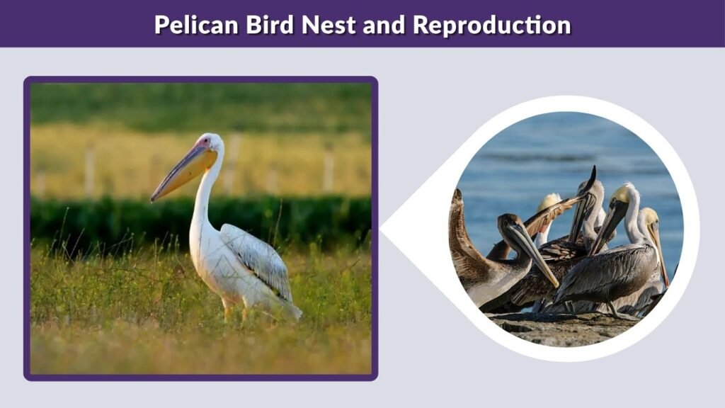 Pelican Bird Nest and Reproduction