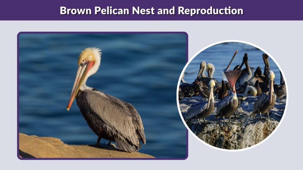 Brown Pelican Nest and Reproduction