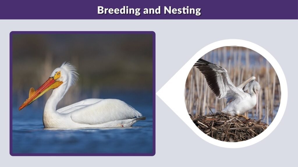 Breeding and Nesting