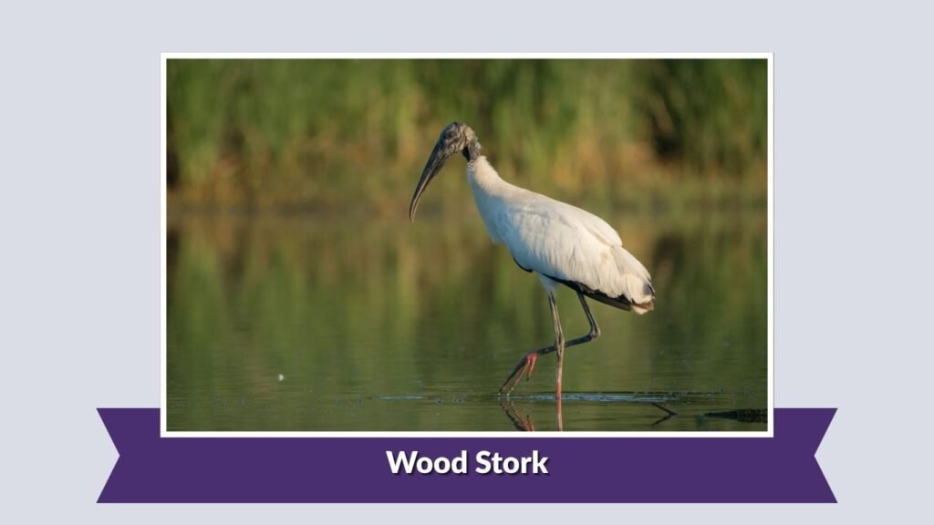 Wood Stork