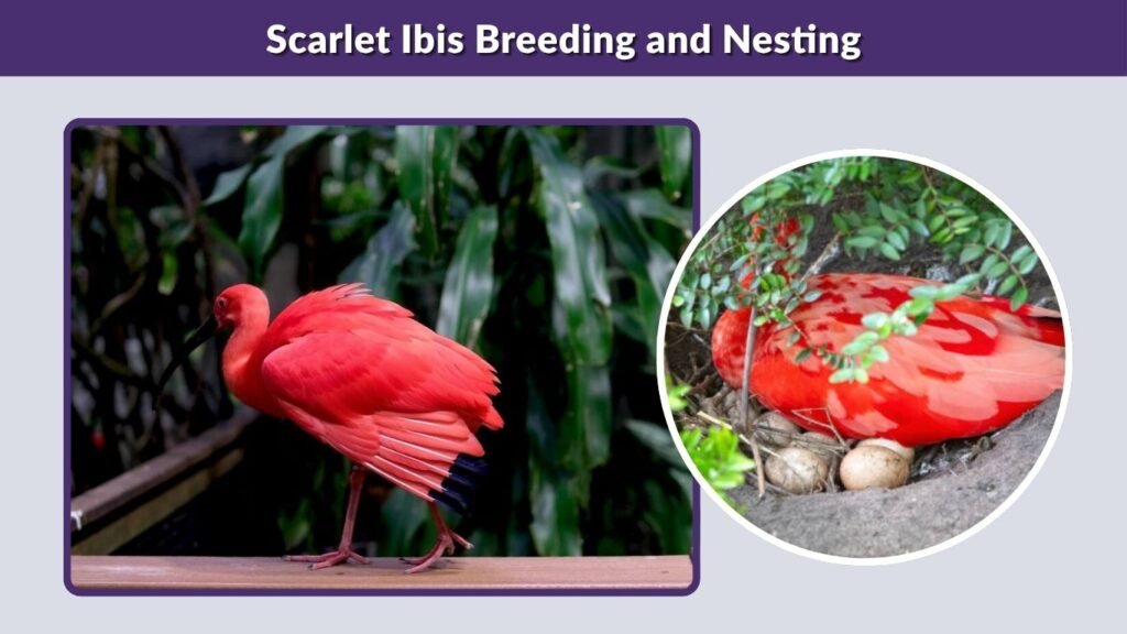 Scarlet Ibis Breeding and Nesting