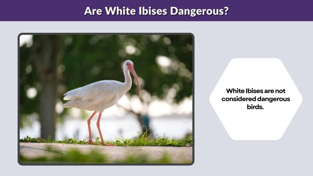 Are White Ibises Dangerous?