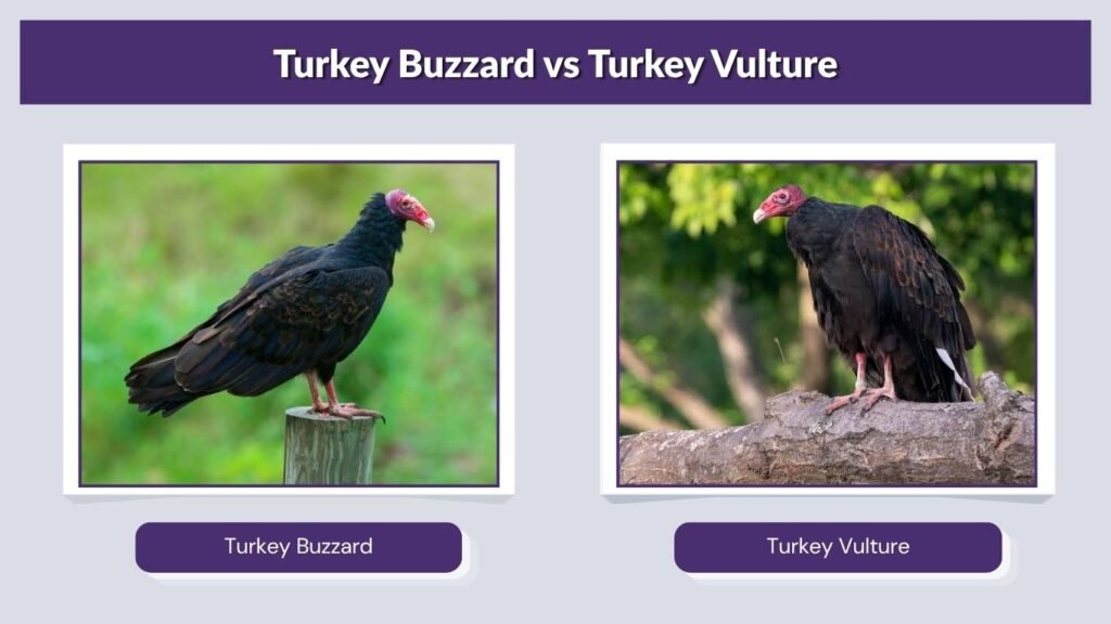 Turkey Buzzard vs Turkey Vulture