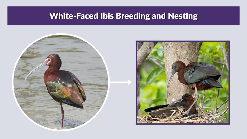White-Faced Ibis Breeding and Nesting