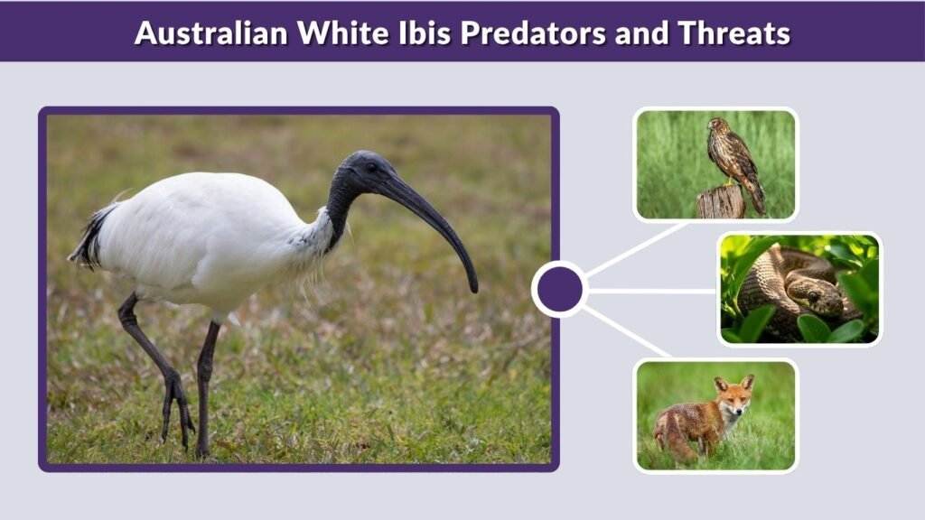 Australian White Ibis Predators and Threats
