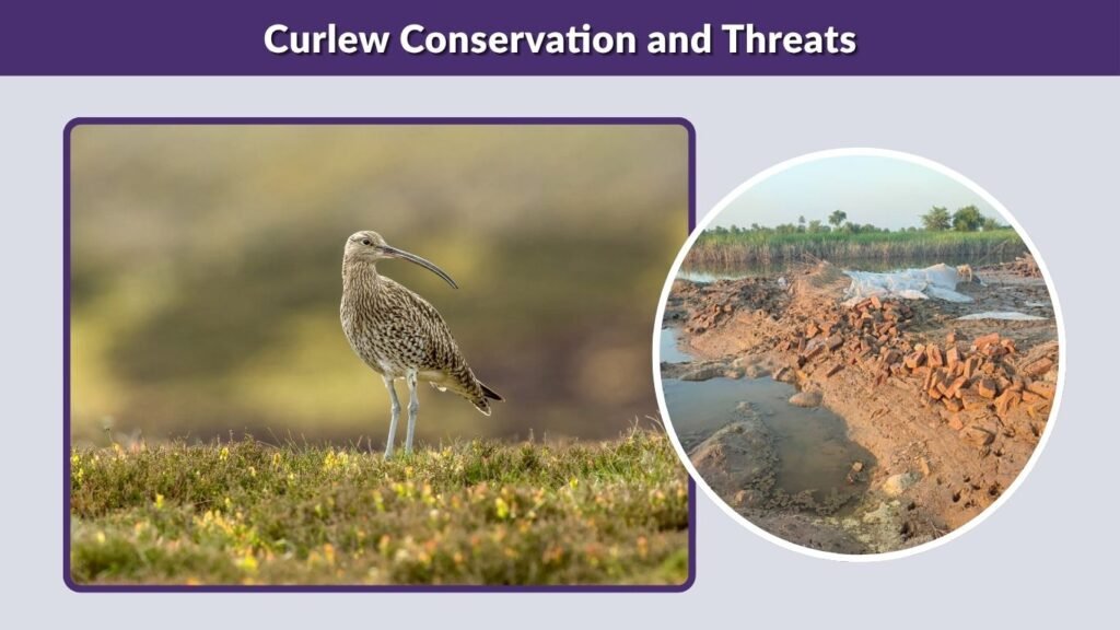 Curlew Conservation and Threats