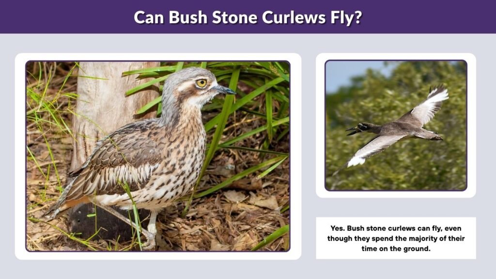 Can Bush Stone Curlews Fly?