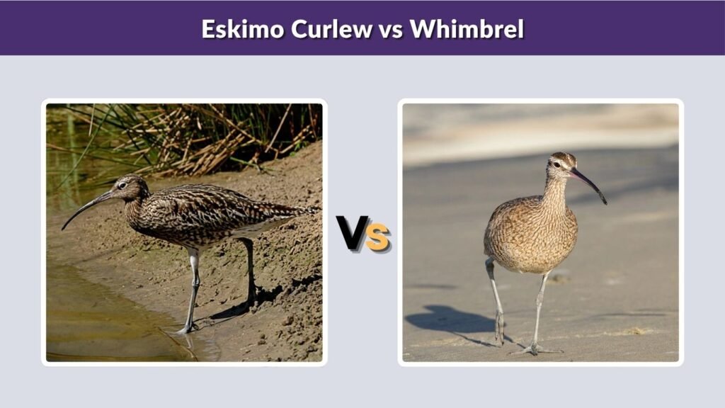 Eskimo Curlew vs Whimbrel