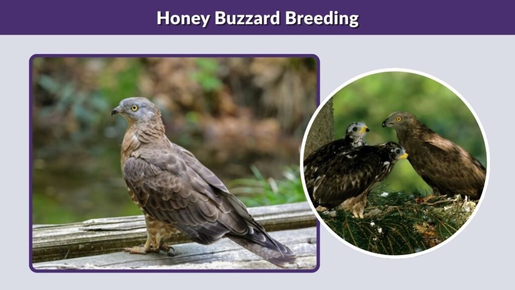 Honey Buzzard Breeding
