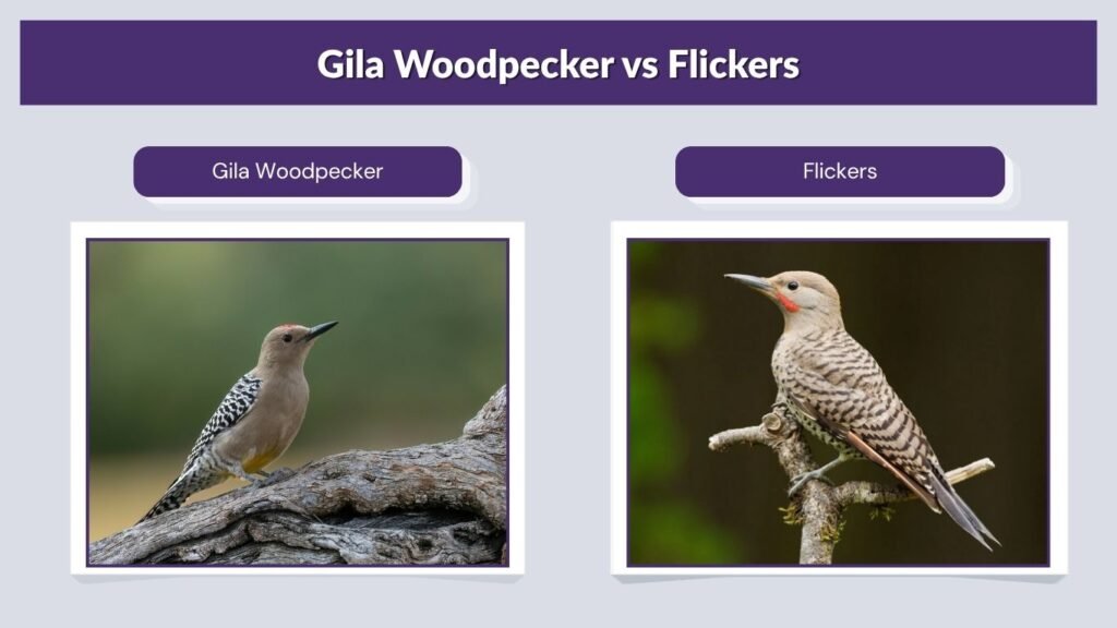 Gila Woodpecker vs Flickers
