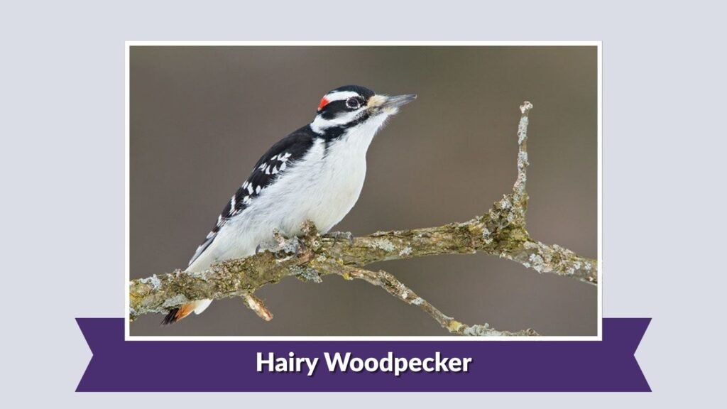 Hairy Woodpecker