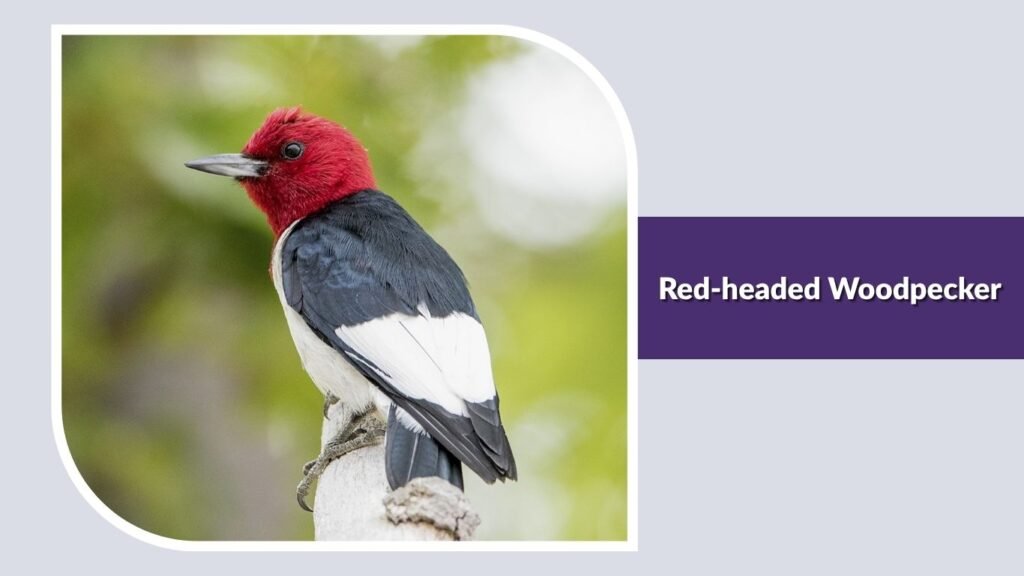 Red-headed Woodpecker