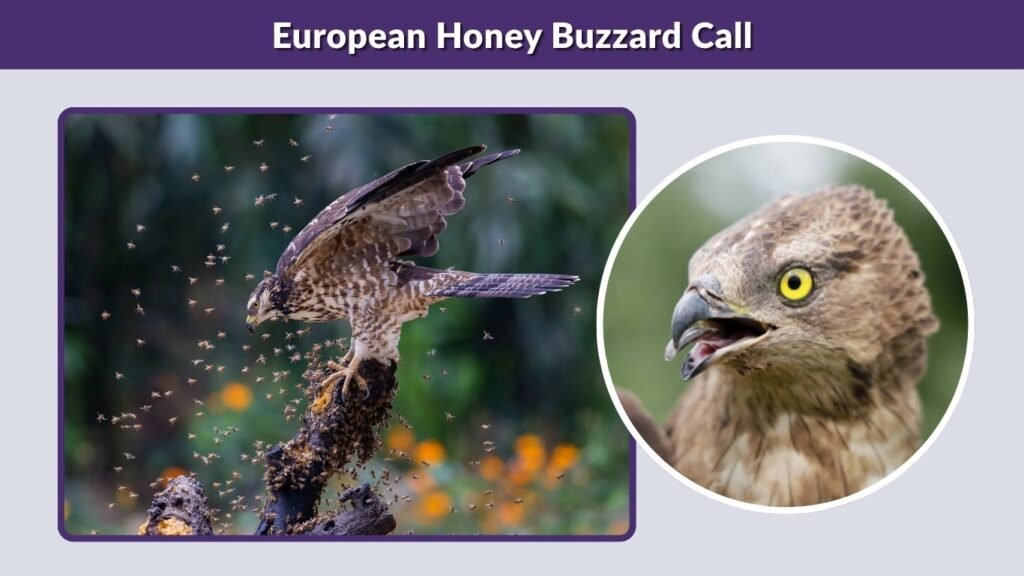 European Honey Buzzard Call