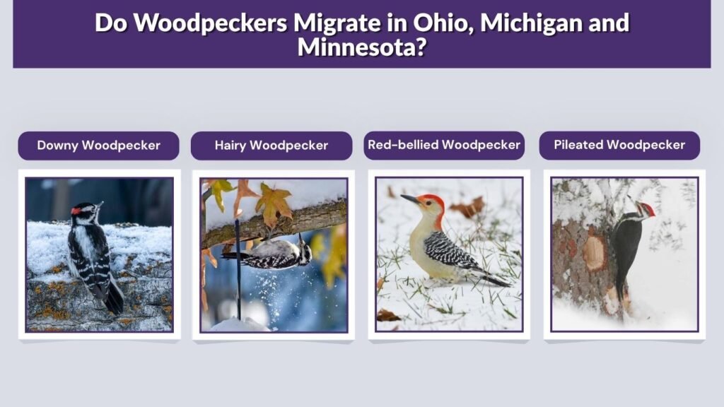 Do Woodpeckers Migrate in Ohio, Michigan and Minnesota?