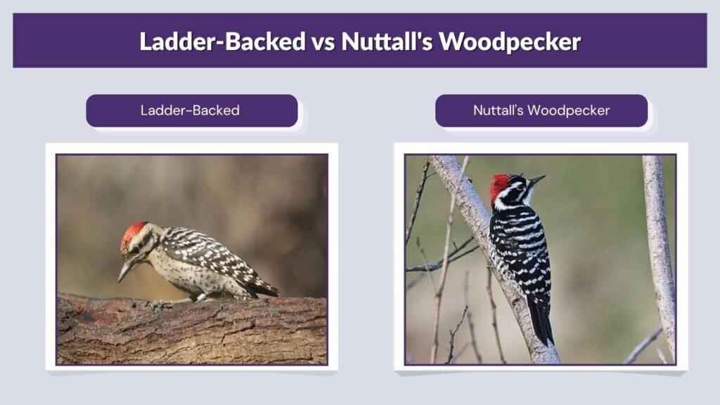 Ladder-Backed vs Nuttall's Woodpecker