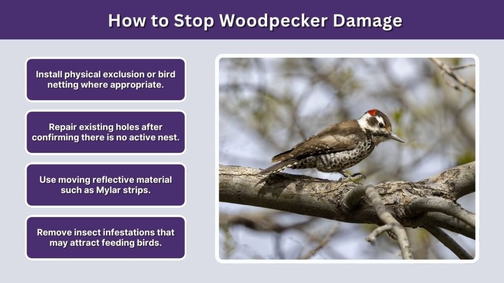 How to Stop Woodpecker Damage