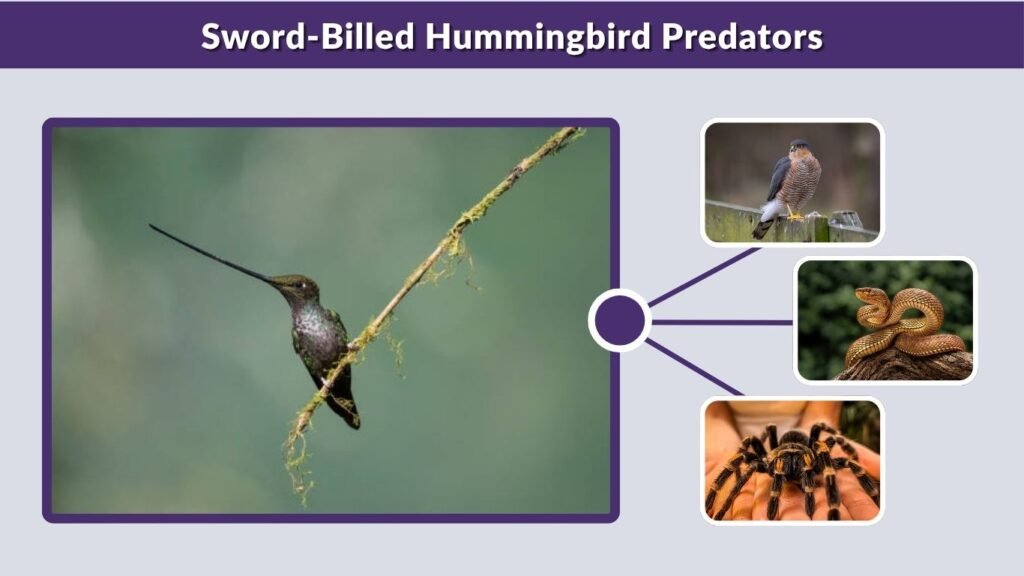 Sword-Billed Hummingbird Predators