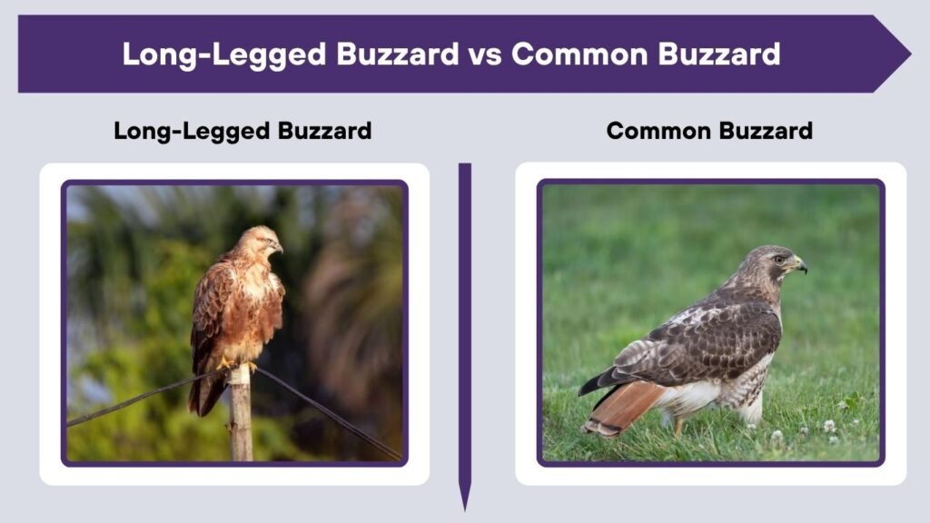 Long-Legged Buzzard vs Common Buzzard