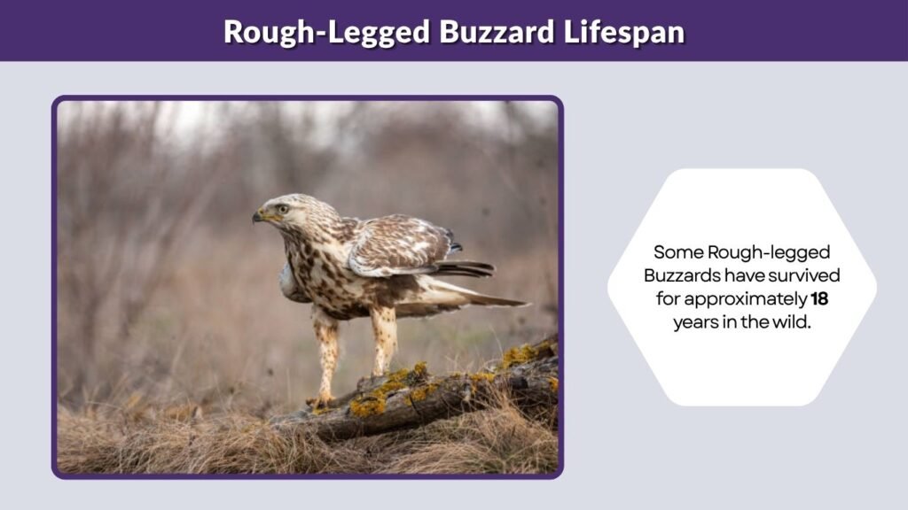 Rough-Legged Buzzard Lifespan