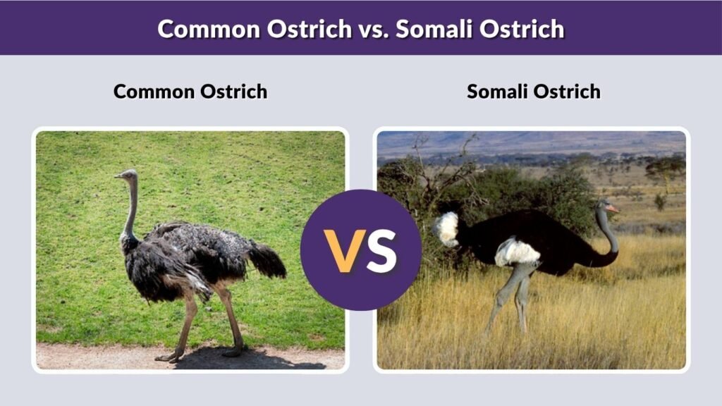Common Ostrich vs. Somali Ostrich