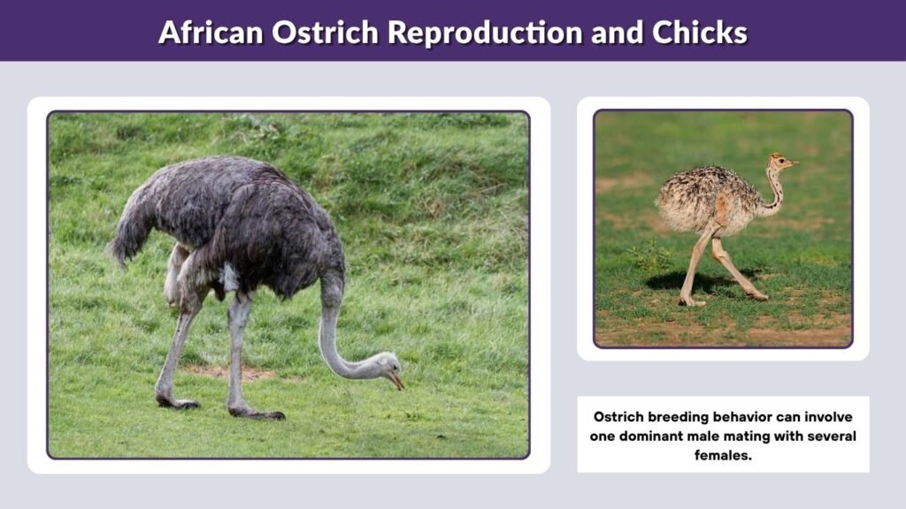 African Ostrich Reproduction and Chicks