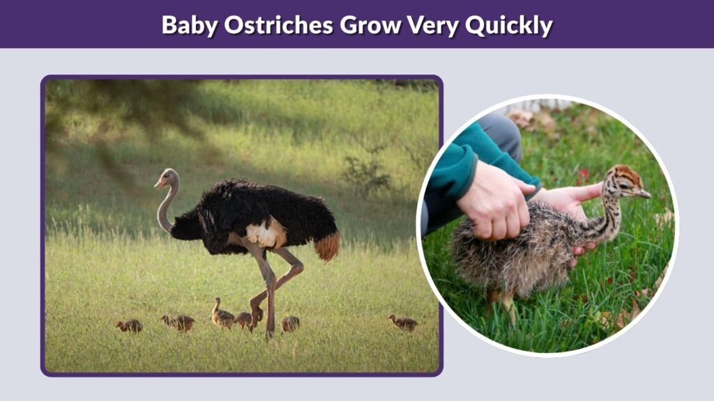 Baby Ostriches Grow Very Quickly