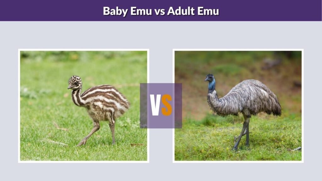 Baby Emu vs Adult Emu