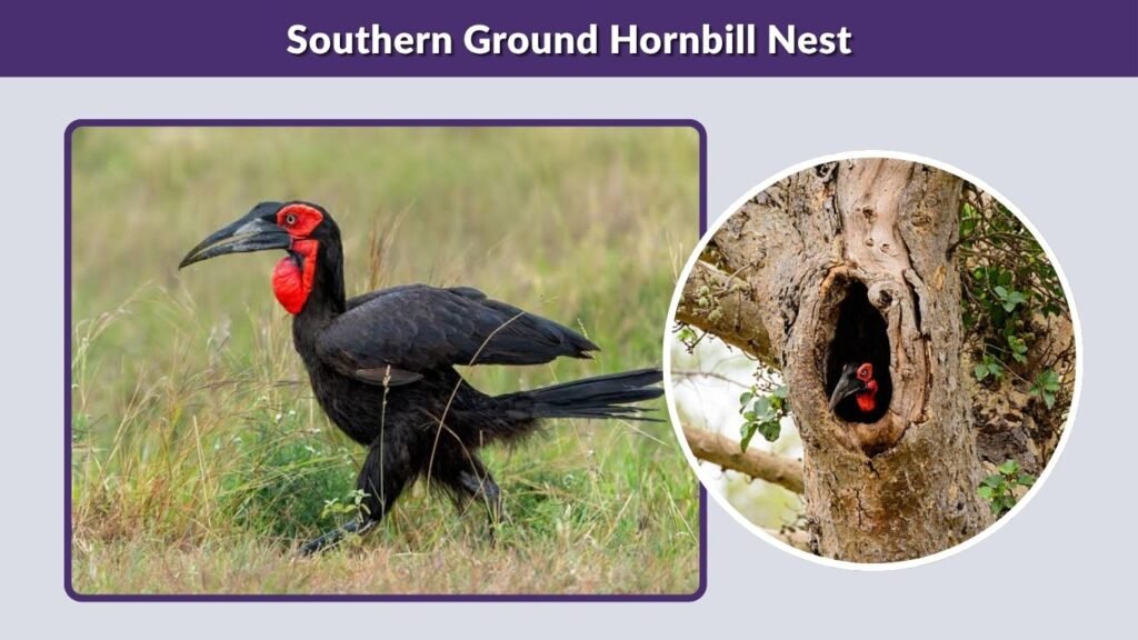 Southern Ground Hornbill Nest