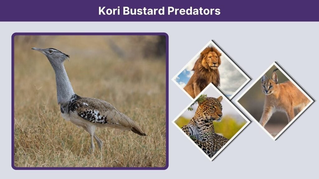Kori Bustard Predators