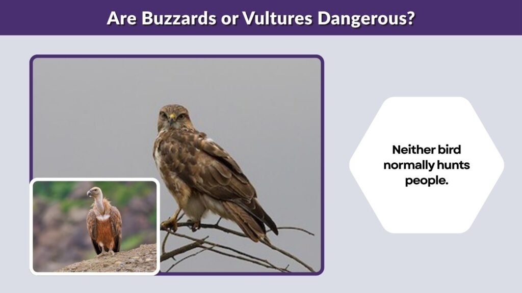 Are Buzzards or Vultures Dangerous?