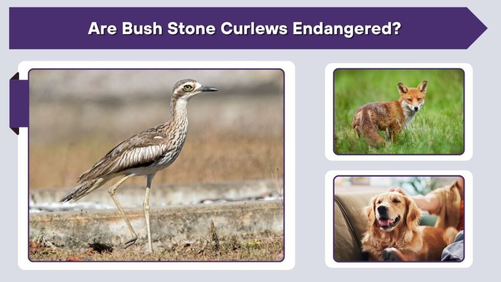 Are Bush Stone Curlews Endangered?