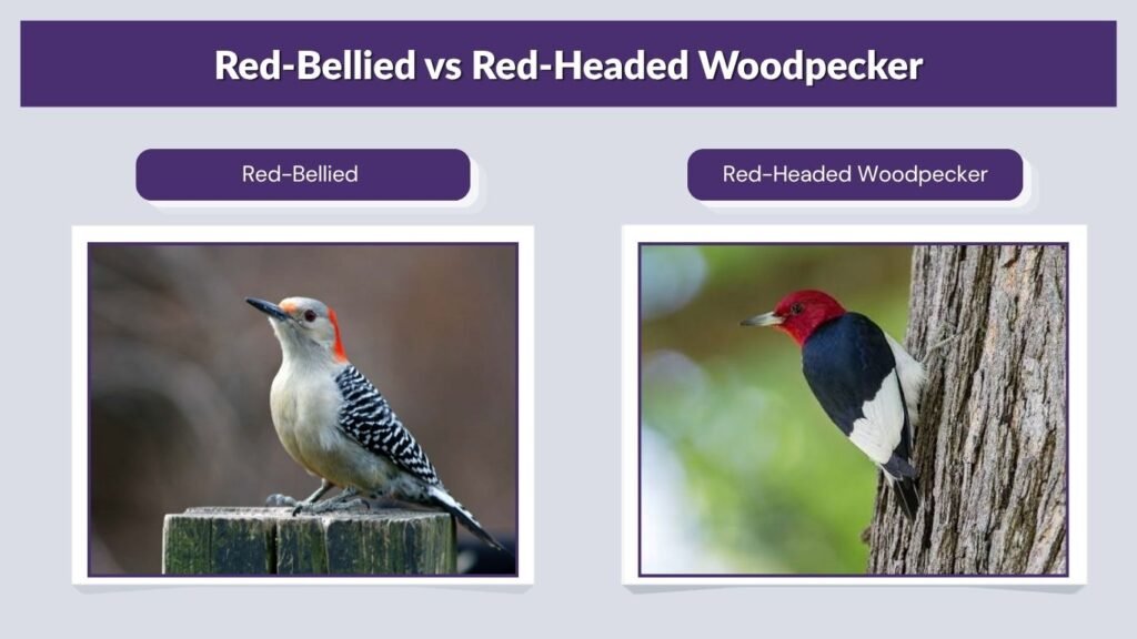 Red-Bellied vs Red-Headed Woodpecker