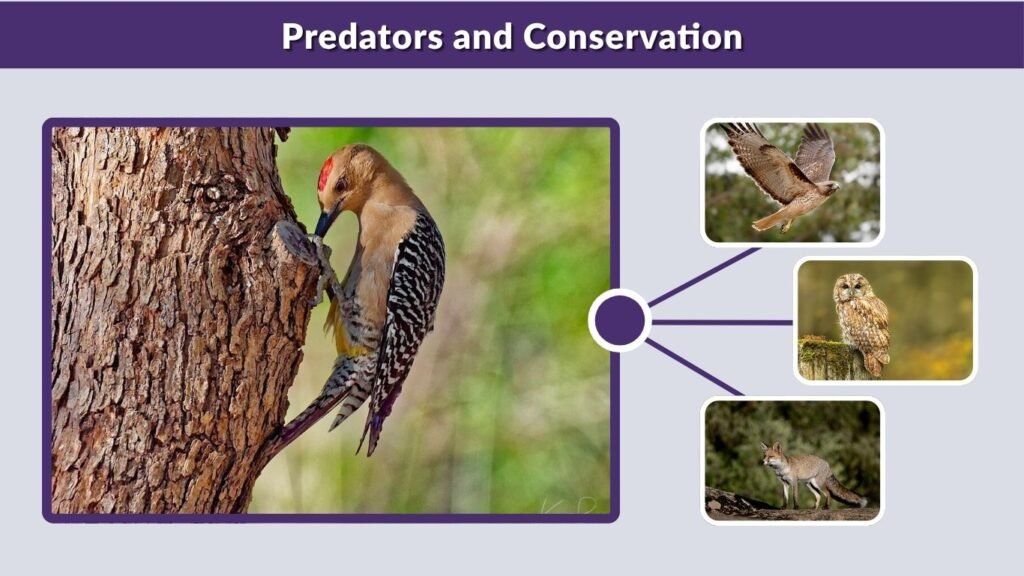 Predators and Conservation