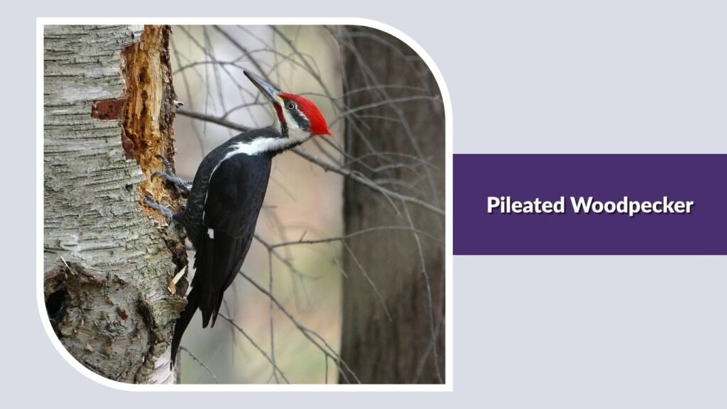 Pileated Woodpecker