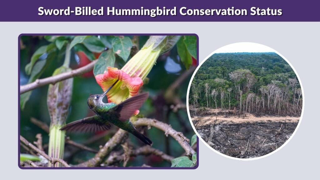Sword-Billed Hummingbird Conservation Status