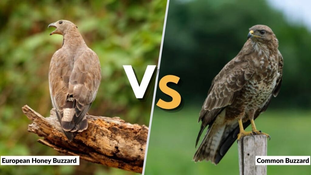 European Honey Buzzard vs Common Buzzard
