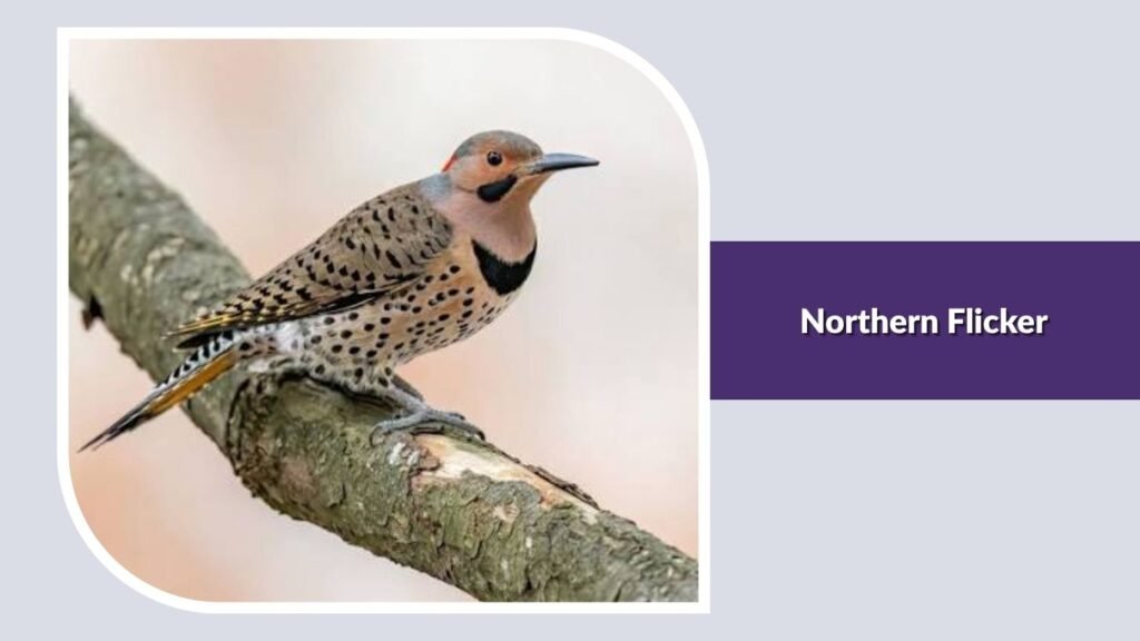 Northern Flicker