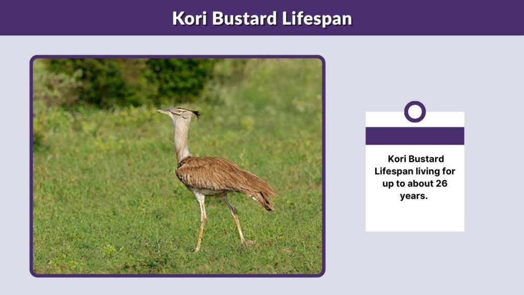 Kori Bustard Lifespan