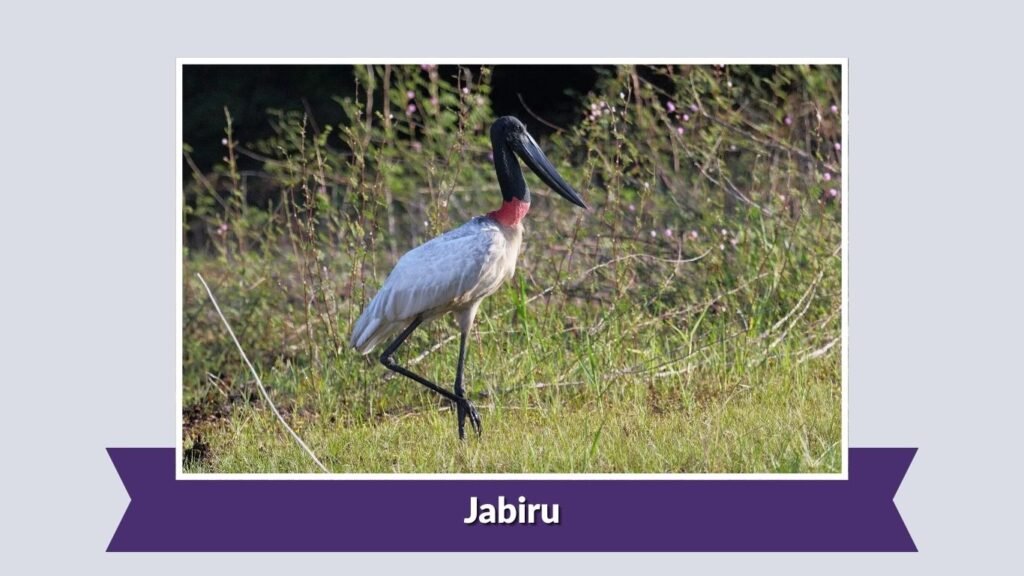 Jabiru