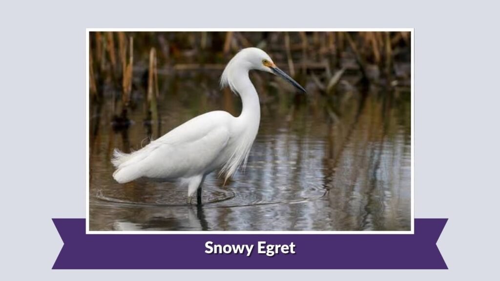 Snowy Egret