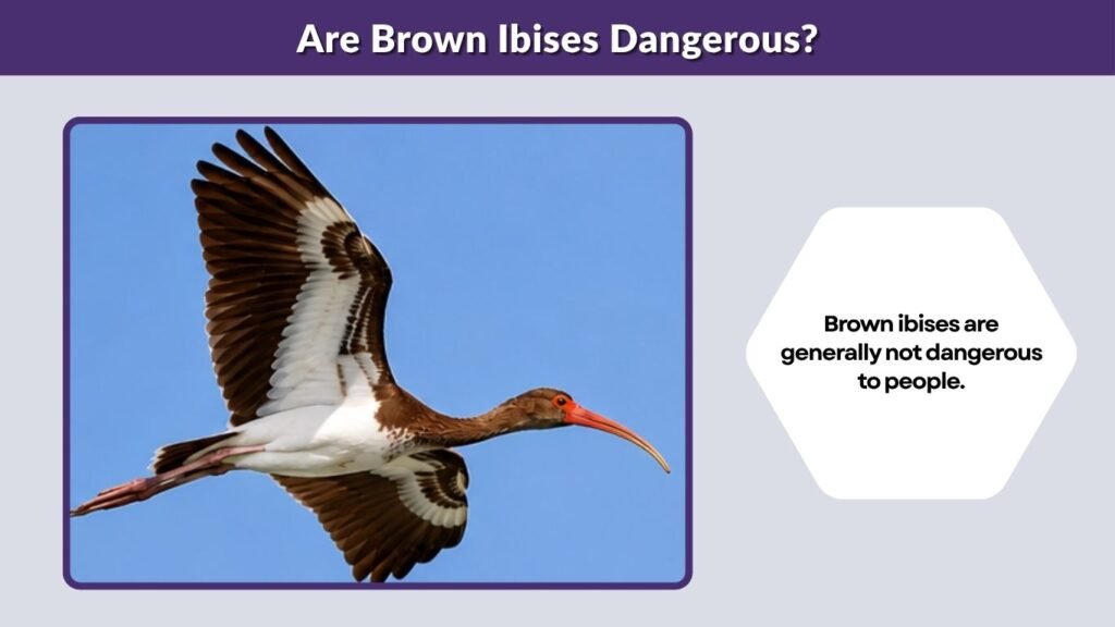 Are Brown Ibises Dangerous?