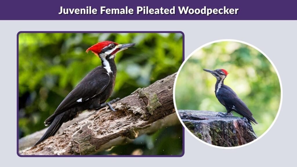 Juvenile Female Pileated Woodpecker