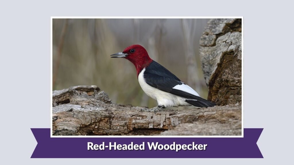 Red-Headed Woodpecker