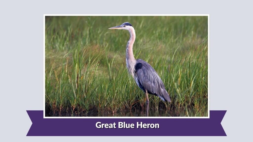 Great Blue Heron