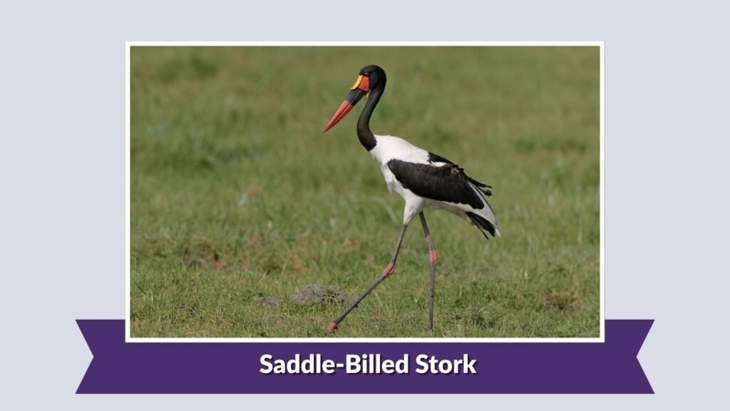 Saddle-Billed Stork