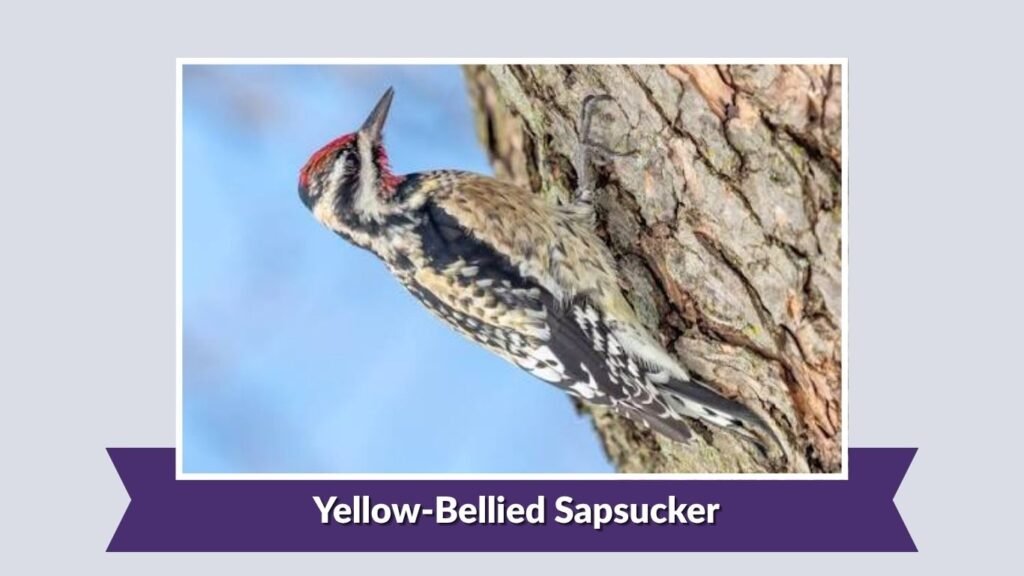Yellow-Bellied Sapsucker